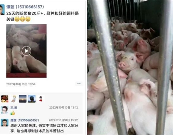 25天斷奶仔豬21斤重！“母康兒壯A+B”成為他的“印鈔機(jī)”